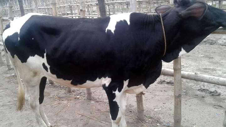 পায়োমেটড়া ও রিপিড ব্রিডিং