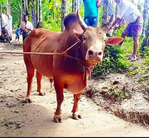 রেড চিটাগাং গরু