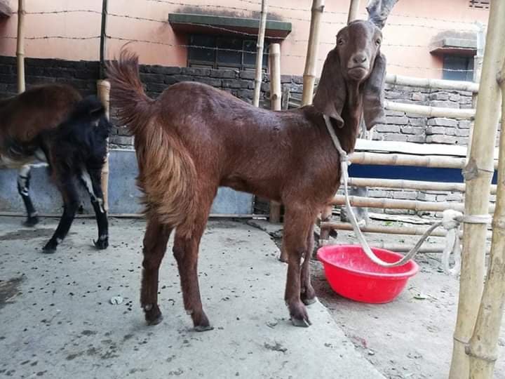 এন্টারোটক্সিমিয়া