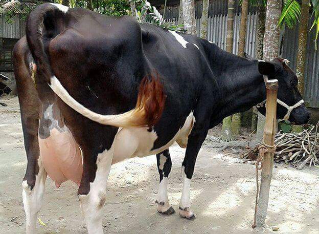 মেটাবলিক ডিজিজ