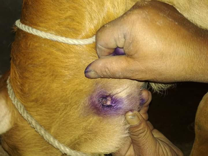 বাছুরের নাভিকাচা