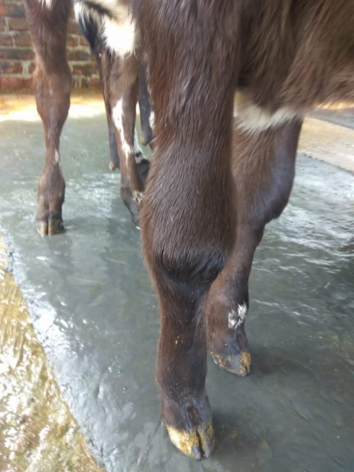 আরথাইটিস