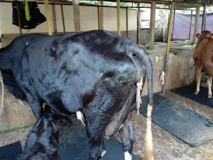 প্লাসেন্টা আটকে যাওয়া