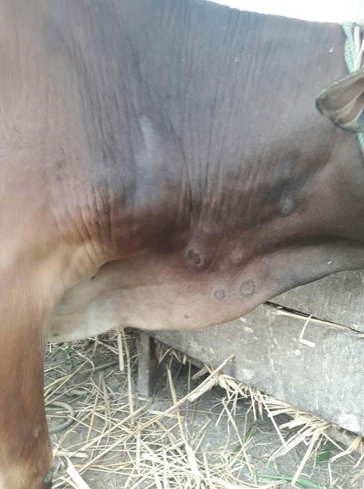 দাউদ রোগ