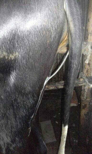 গাভীর কন্সেপশন রেট