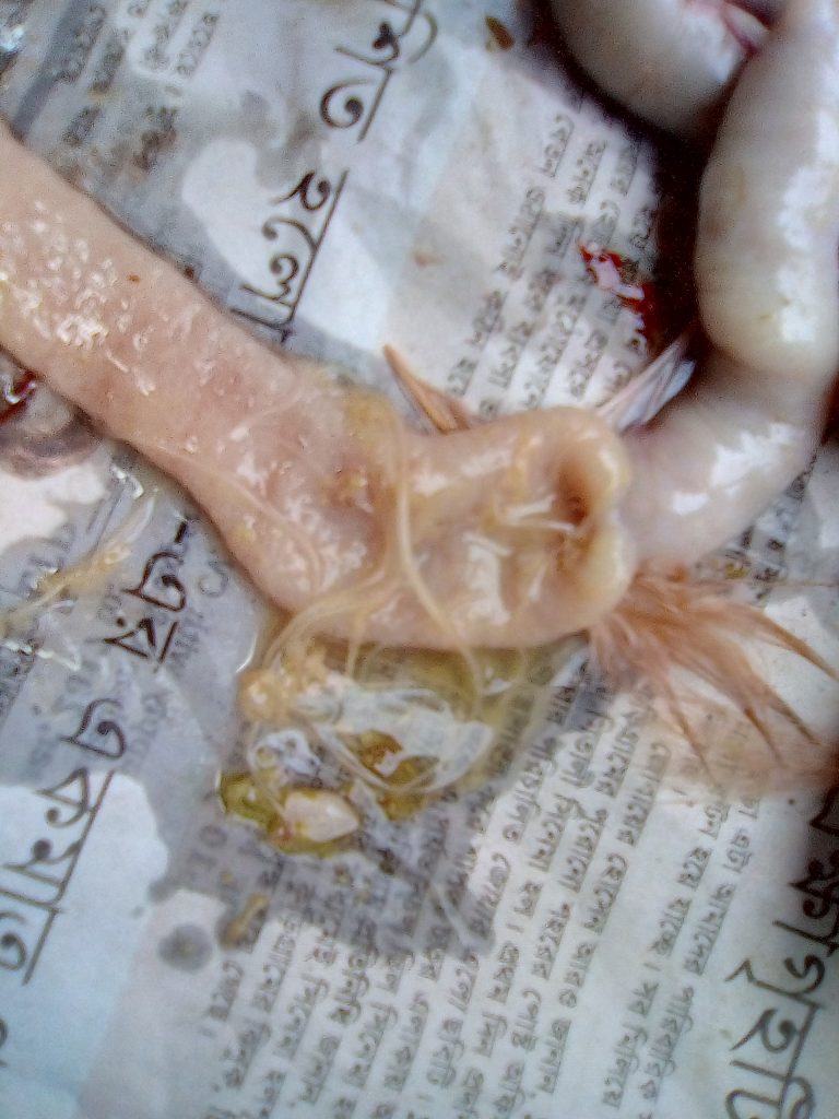 টার্কির কৃমি