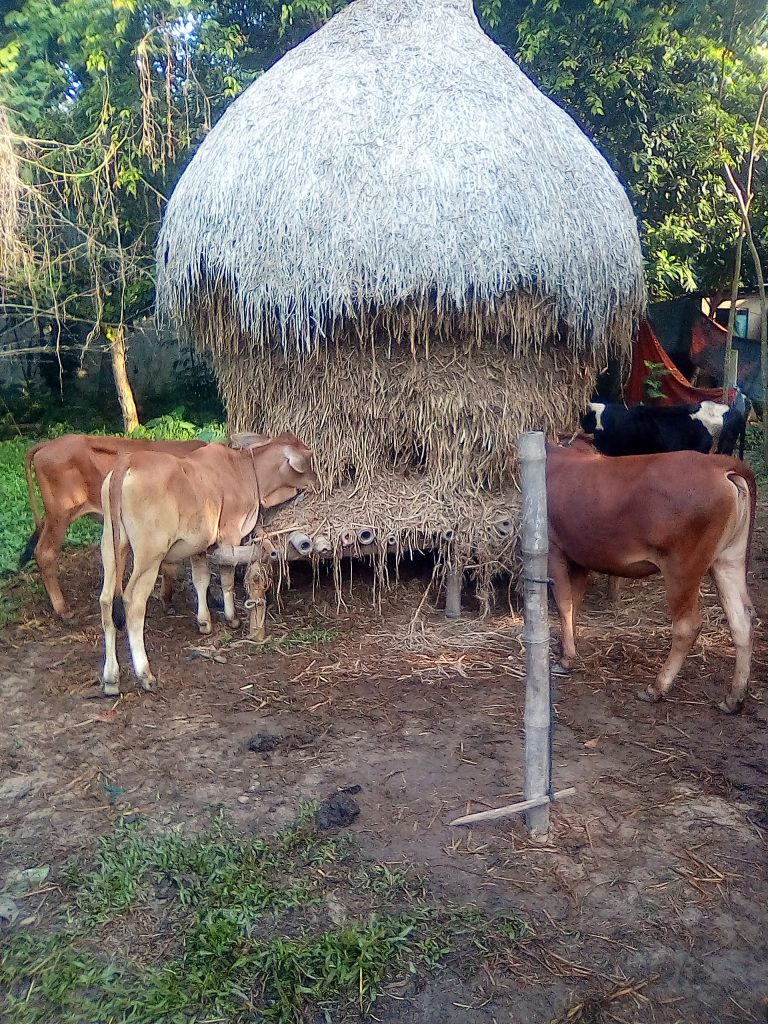 গবাদী প্রাণীর টিকা