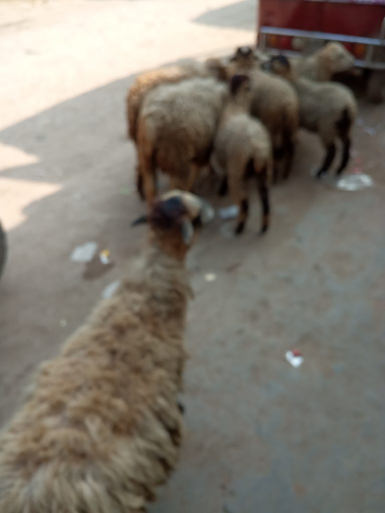 ভেড়া বা গাড়ল পালন