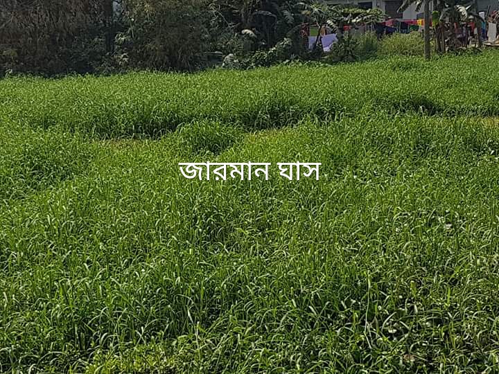 জার্মান ঘাস