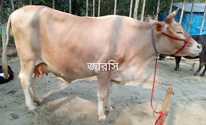 জার্সি গরু