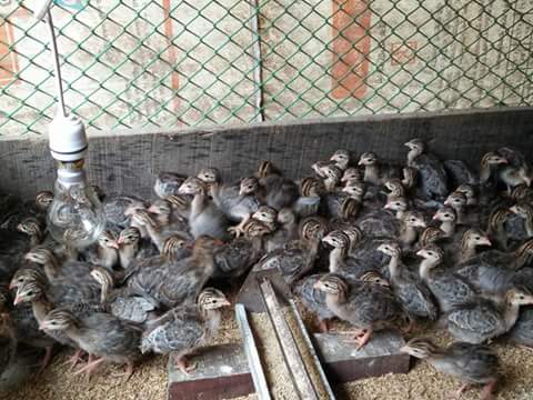 ব্রুডিং এ টার্কি বাচ্চার যত্ন