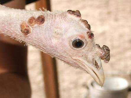 টার্কির পক্স