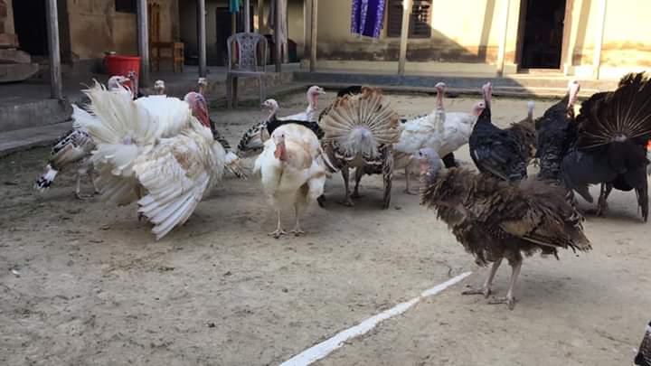 টার্কির শেণীবিন্যাস