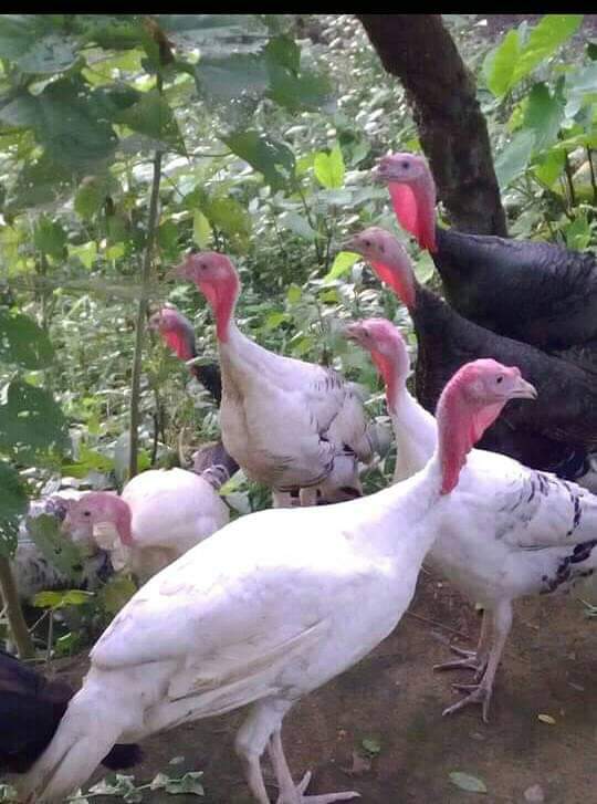 মিডগেট হোয়াইট টার্কি