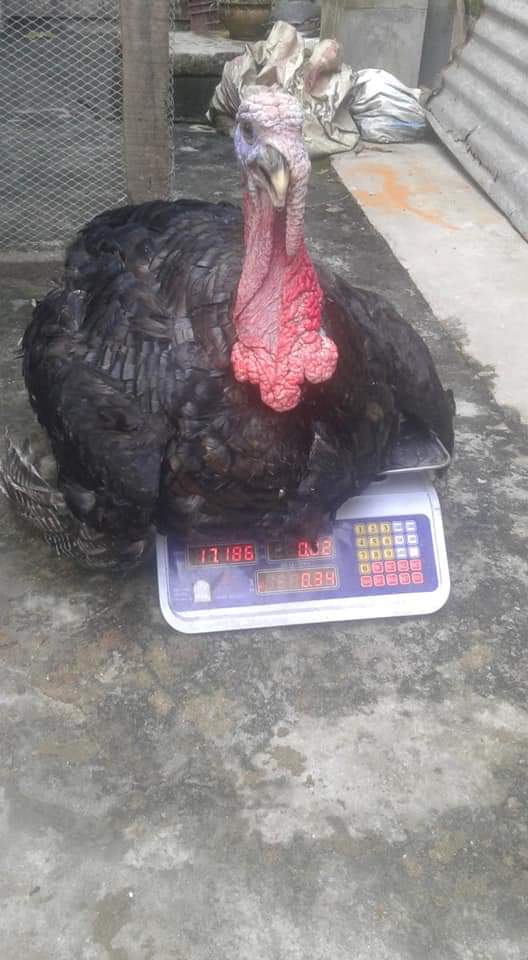 ব্ল্যাক টার্কি