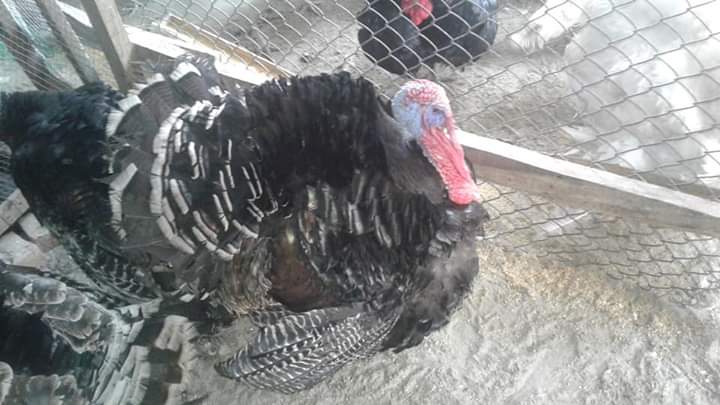 স্ট্যান্ডাড ব্রোঞ্জ