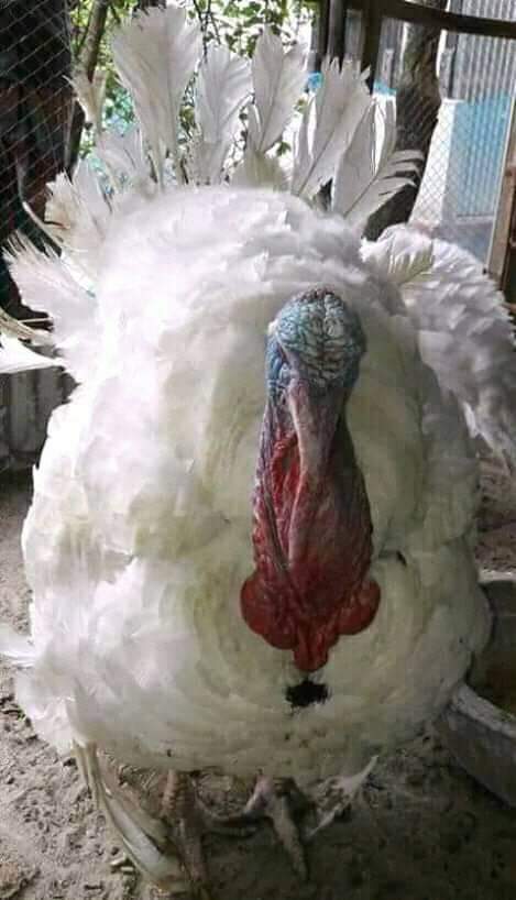 হোয়াইট হল্যান্ড টার্কি