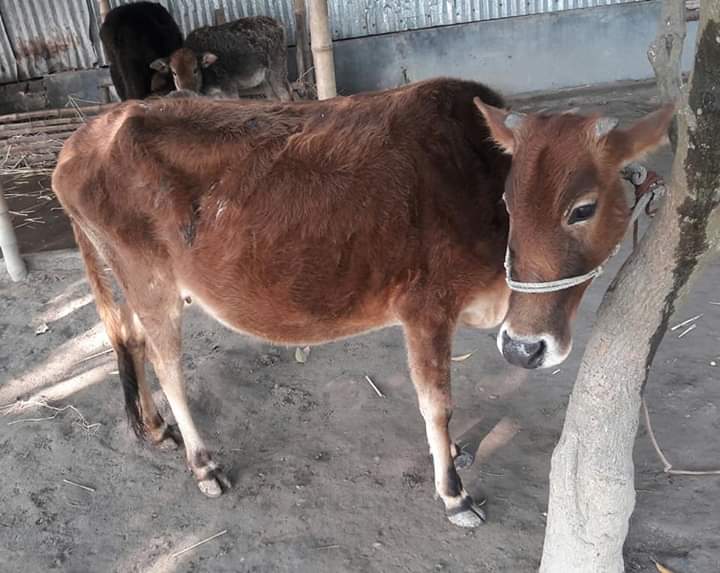 ট্রাইকোমোনিয়াসিস