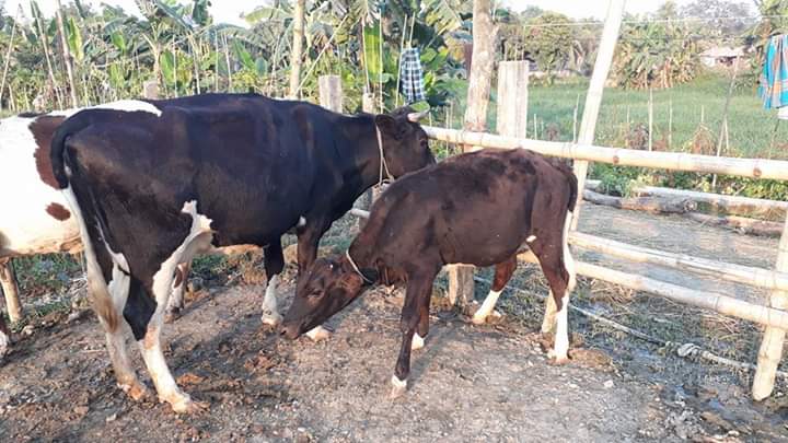 গরুর হিট স্টোক