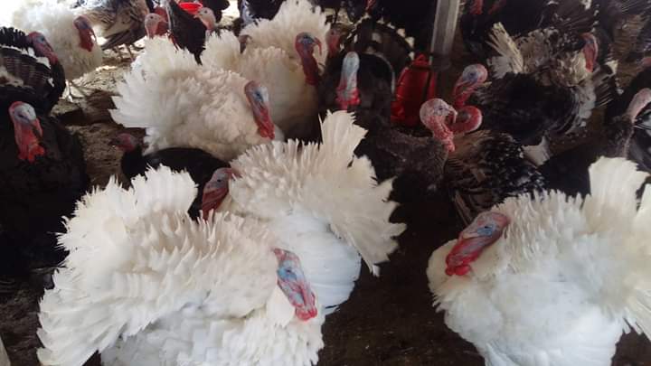 বেল্টভিল স্মল হোয়াইট টার্কি