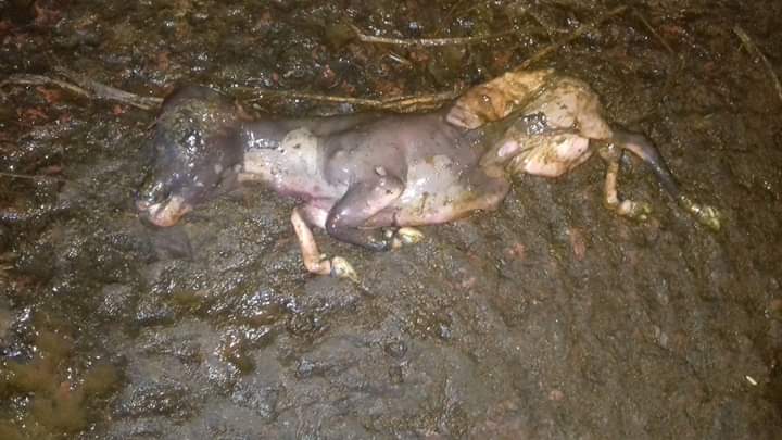 গর্ভপাত কি,কেন হয়