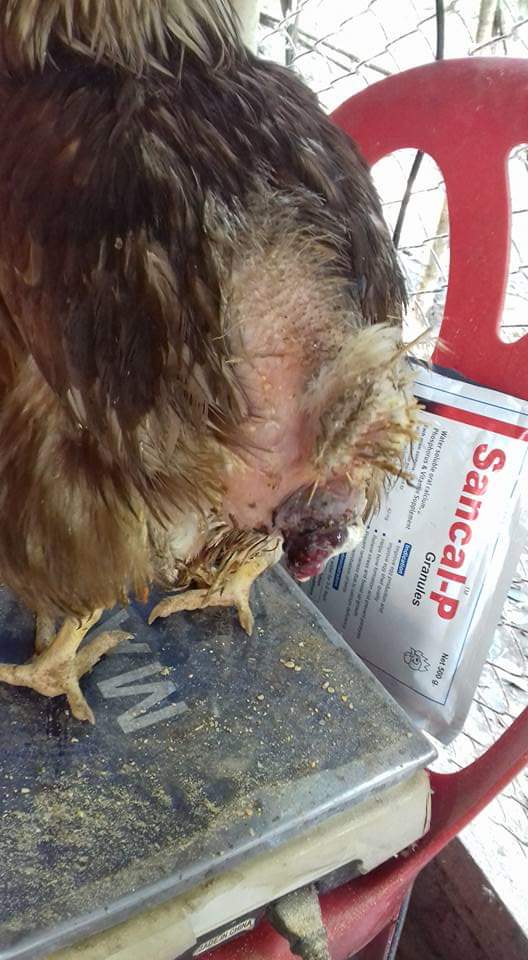 প্রলাপ্স