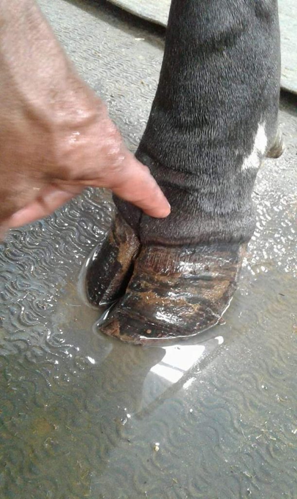 গাভীর ক্ষুরের ব্যবস্থপনা