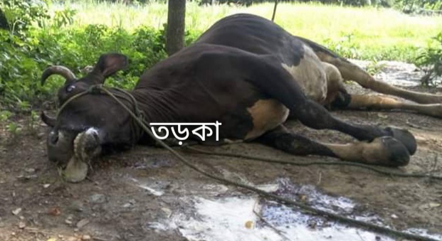 গরুর তড়কা রোগ