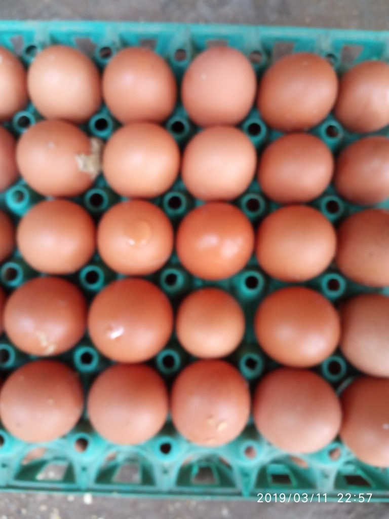 বিভিন্ন দেশে দুধ ,ডিম ও মাংসের দাম এবং মাথাপিছু আয়