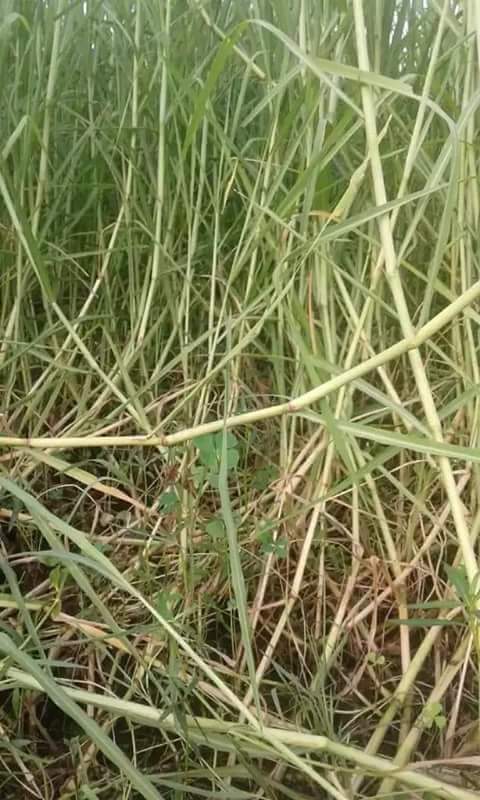 পাকচং (সুপার নেপিয়ার)