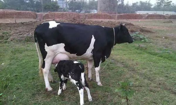 দুধের মান হ্রাস বৃদ্ধির কারণ