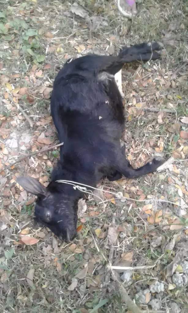 ছাগলের পেঠ ফাঁপা