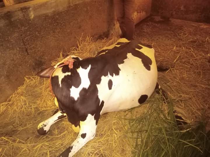 গবাদী প্রাণীর রোগ নির্ণয় পদ্ধতি