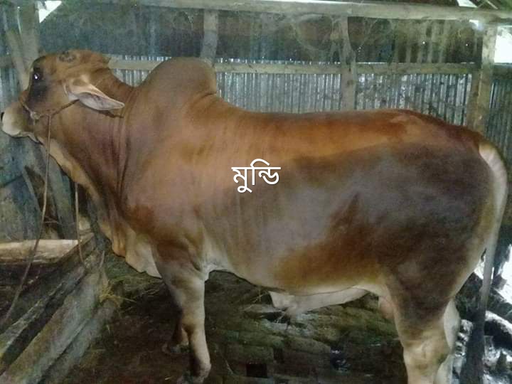 মুন্ডি গরু