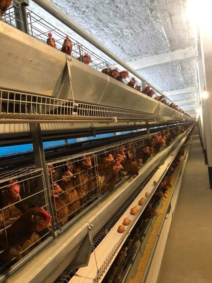 লেয়ার ব্রিডার