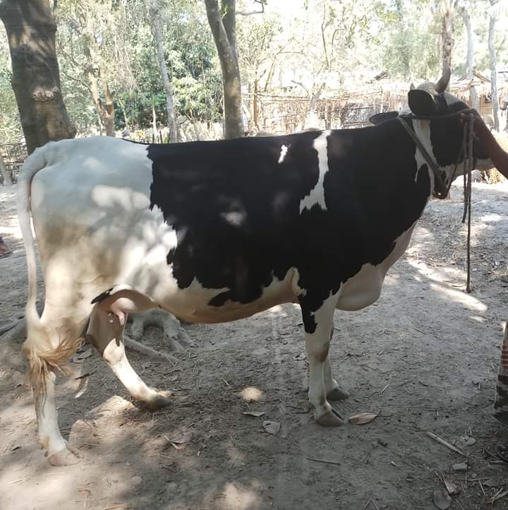 রিপিড ব্রিডিং