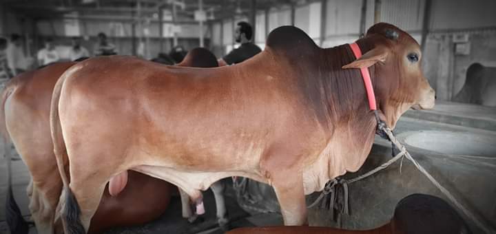 দেশী জাতের গরু