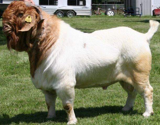 মাংস উৎপাদনকারী ছাগল