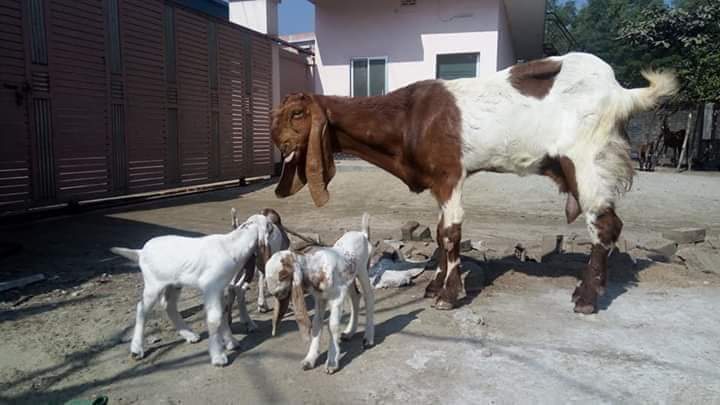 দুধ উৎপাদনকারী ছাগল