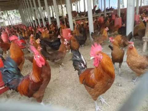 সোনালী ব্রিডার