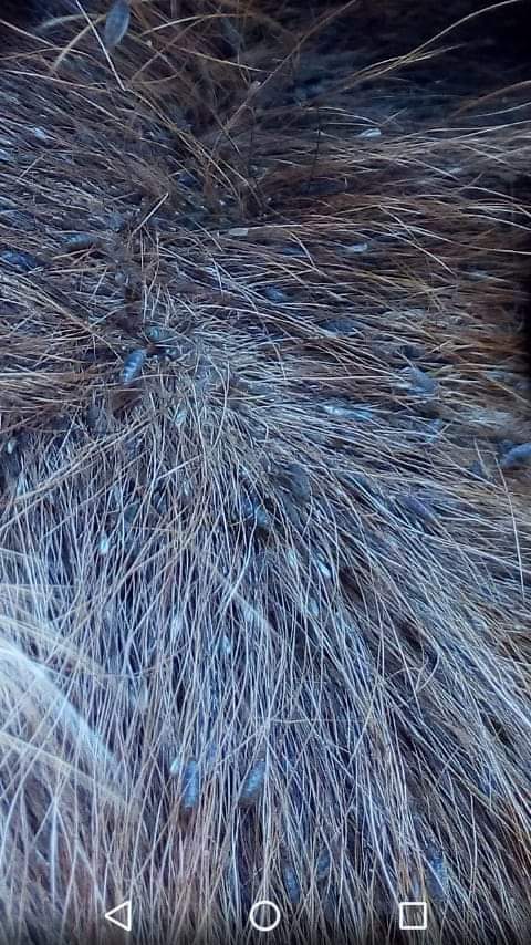 গবাদী প্রাণীর বহি পরজীবী