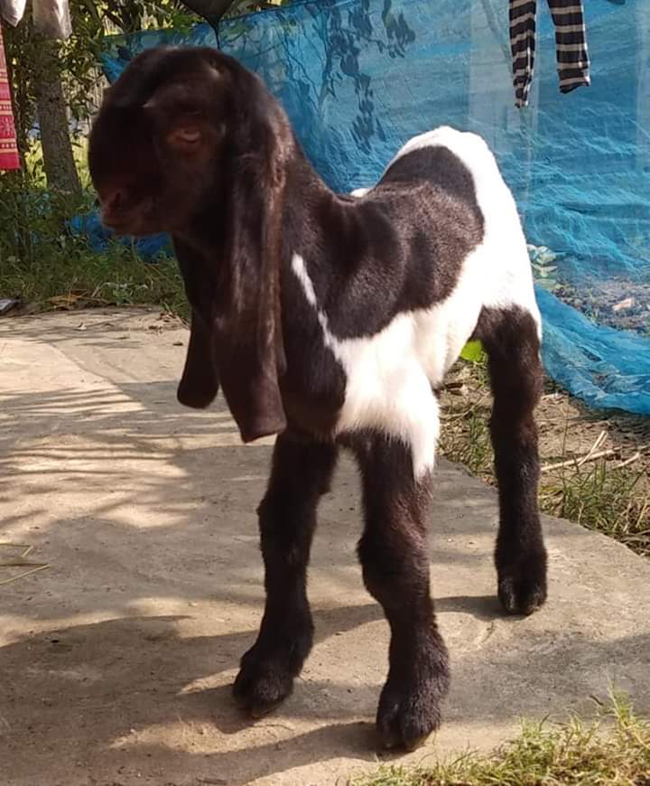 ছাগলের কৃমি