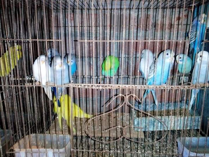 পোষা পাখির রোগ ও চিকিৎসা