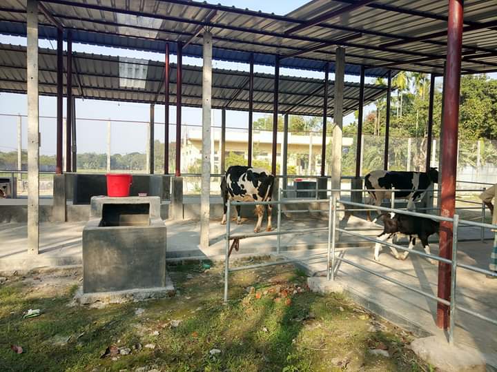 গরুর খামার