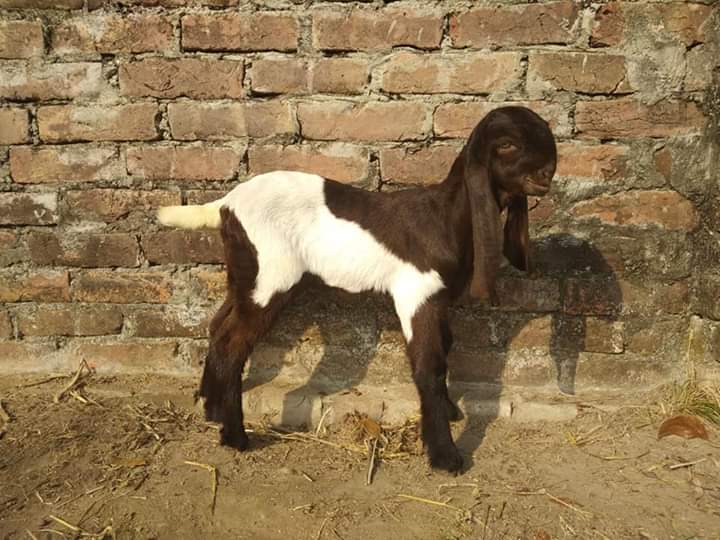 বাচ্চা পালন