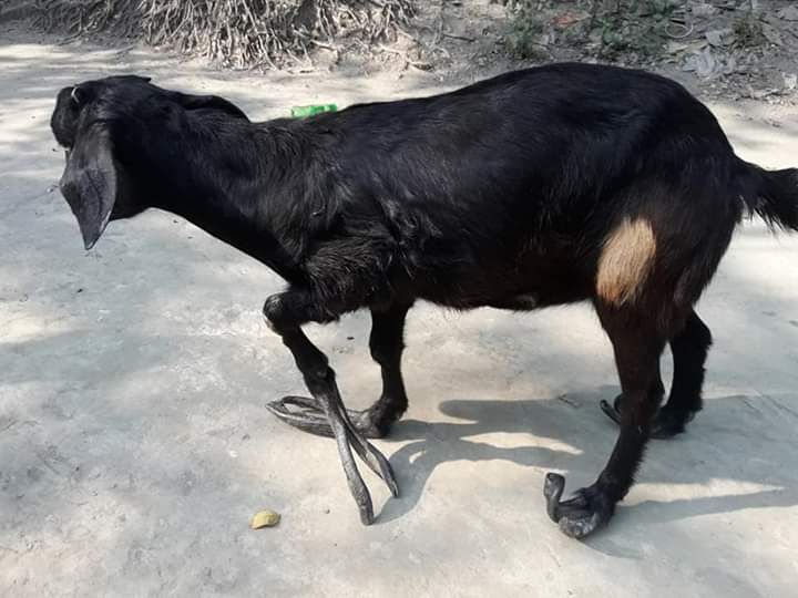 ছাগলের পুস্টির পরিমাণ