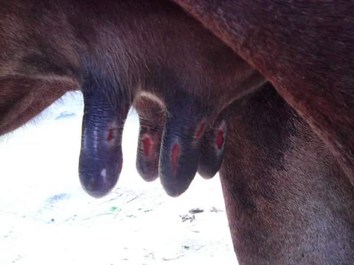 ম্যাস্টাইটিস