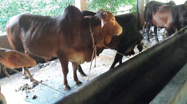 ফেসবুক আর বাস্তবের ফার্ম আলাদা