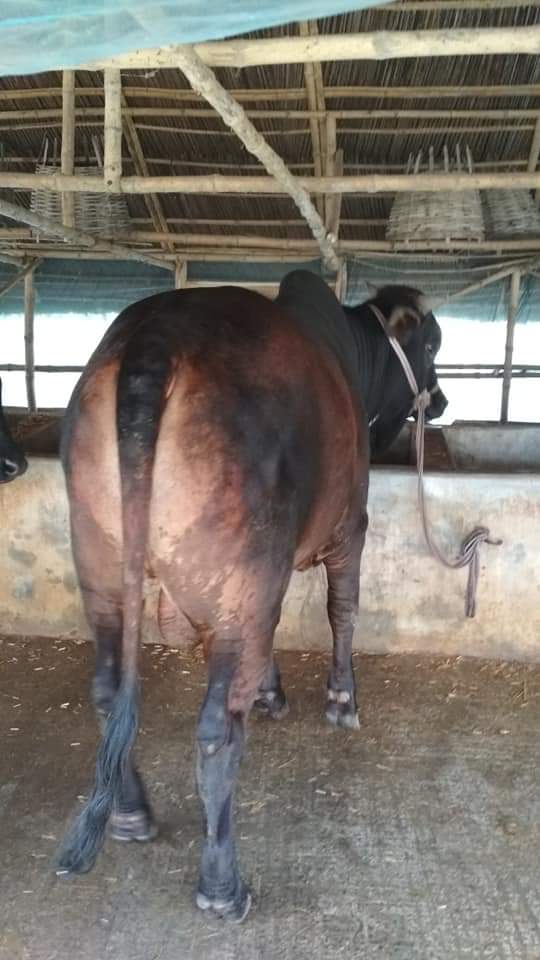 থেইলেরিওসিস