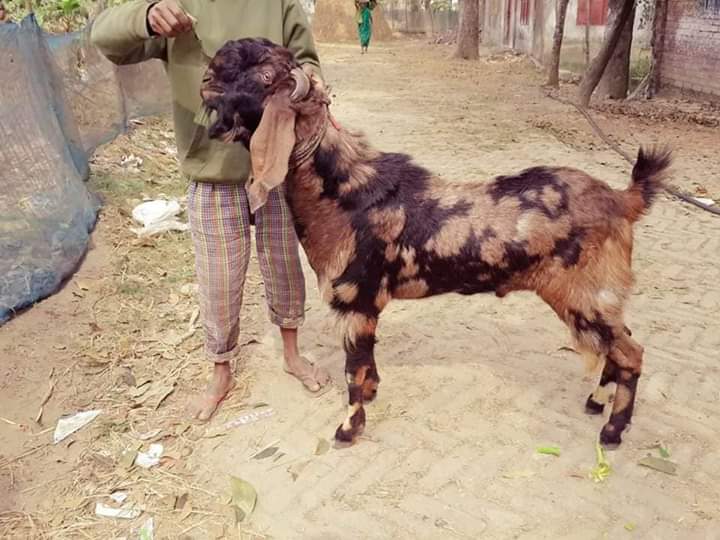 ফার্ম এ লস হবার কারণ